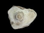 Fossil Pearl - Smoky Hill Chalk, Kansas #64151-1